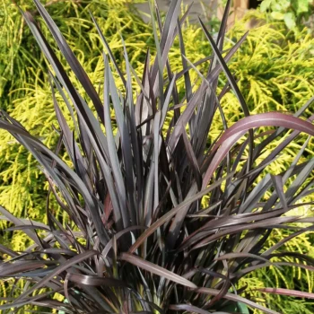 PHORMIUM tenax Black Velvet