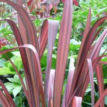 PHORMIUM tenax Evening Glow