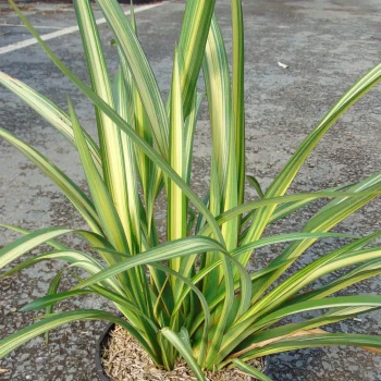 PHORMIUM x tenax Golden Ray