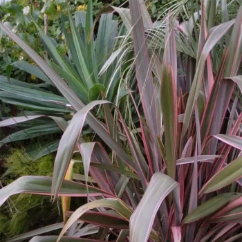 PHORMIUM tenax Pink Stripe