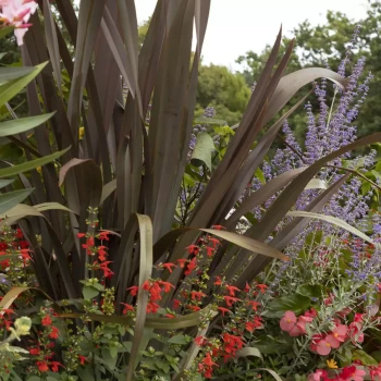PHORMIUM tenax Purpureum