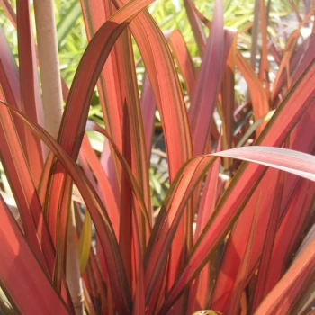 PHORMIUM tenax Rainbow Miden