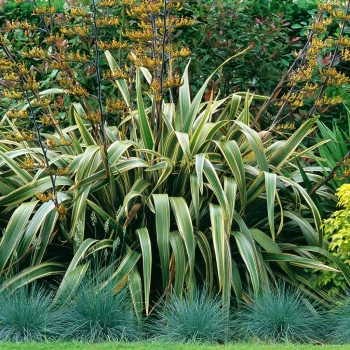 PHORMIUM tenax Variegatum
