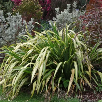 PHORMIUM tenax Yellow Wave
