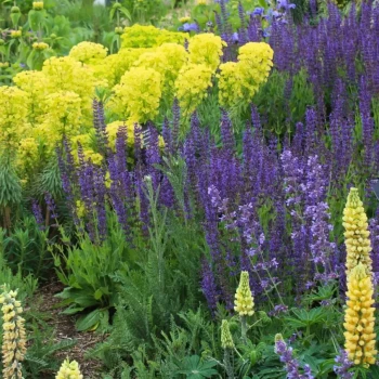 PHLOMIS tuberosa