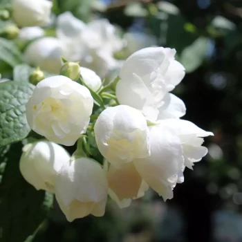 PHILADELPHUS x virginalis Virginal