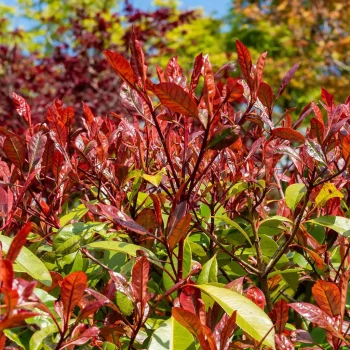 PHOTINIA x fraseri Red Select