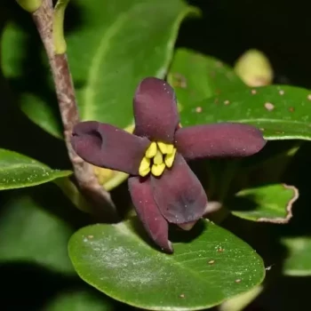 PITTOSPORUM colensoi
