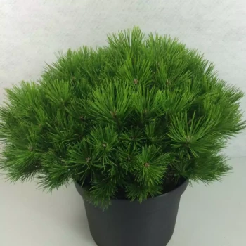 PINUS densiflora Low Glow