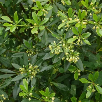 PITTOSPORUM heterophyllum