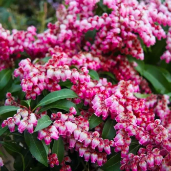PIERIS japonica Bonfire