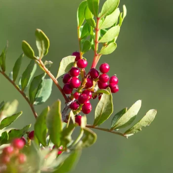 PISTACIA lentiscus