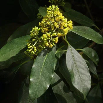 PITTOSPORUM macrophyllum