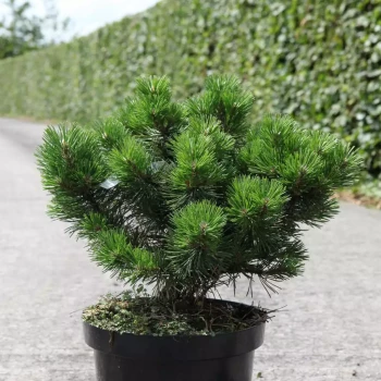 PINUS mugo Gnom