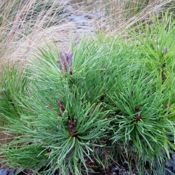 PINUS mugo Mughus
