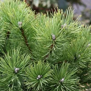 PINUS mugo Pumilio