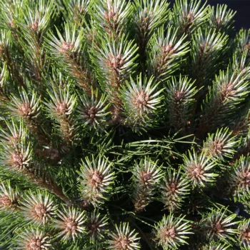 PINUS nigra Marie Bregeon