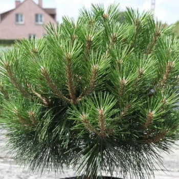 PINUS nigra Pierrick Bregeon