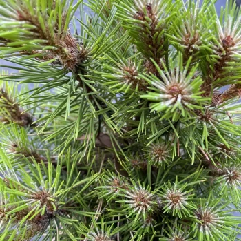 PINUS nigra Laricio