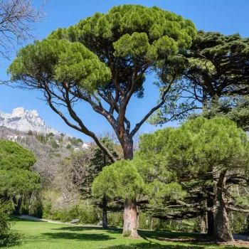 PINUS pinea
