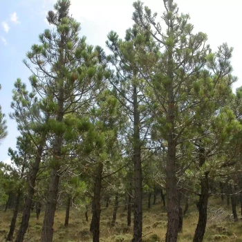 PINUS pinaster