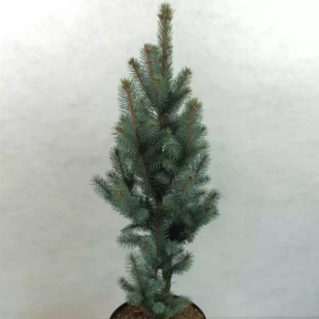 PICEA pungens Iseli Fastigiata