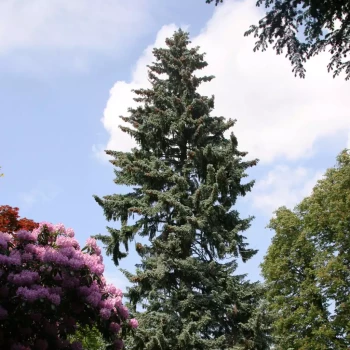 PICEA pungens Koster