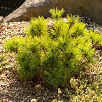 PINUS strobus Radiata