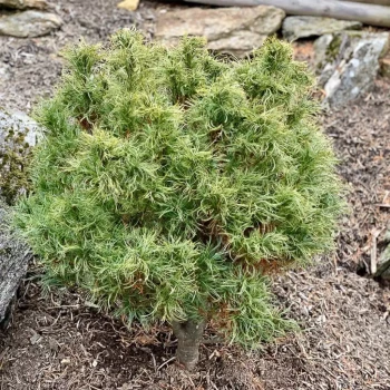 PINUS strobus Tiny Kurls