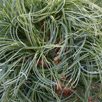 PINUS strobus Tortuosa