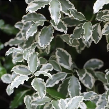 PITTOSPORUM tenuifolium Elisabeth