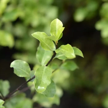 PITTOSPORUM tenuifolium Green Elf