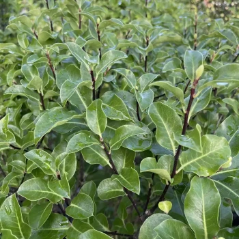 PITTOSPORUM tenuifolium Ile de Sein