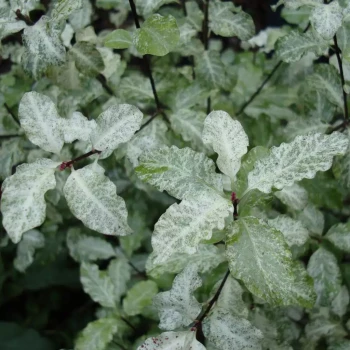 PITTOSPORUM tenuifolium Irene Patterson