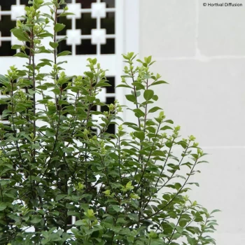 PITTOSPORUM tenuifolium Irish Luck
