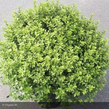 PITTOSPORUM tenuifolium Midget