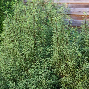 PITTOSPORUM tenuifolium Penmarch