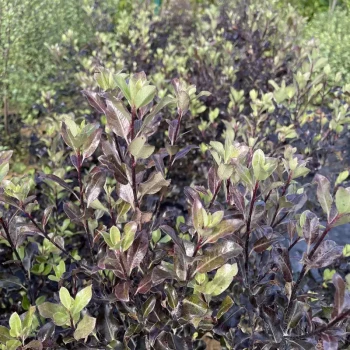PITTOSPORUM tenuifolium Purpureum