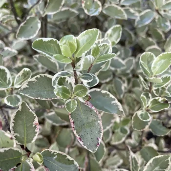 PITTOSPORUM tenuifolium Saundersii