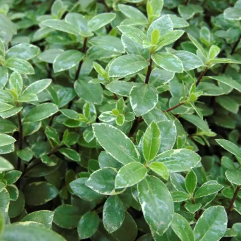 PITTOSPORUM tenuifolium Silver Ball