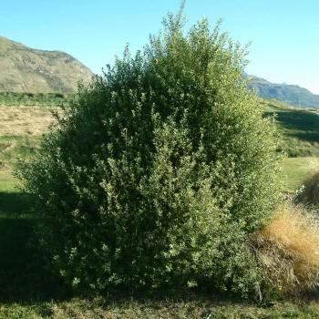 PITTOSPORUM tenuifolium Tiki