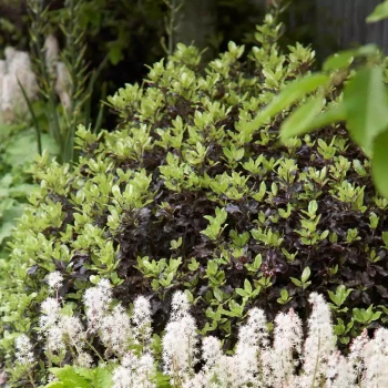 PITTOSPORUM tenuifolium Tom Thumb