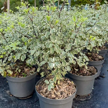 PITTOSPORUM tenuifolium Variegatum
