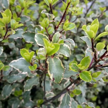 PITTOSPORUM tenuifolium Victoria