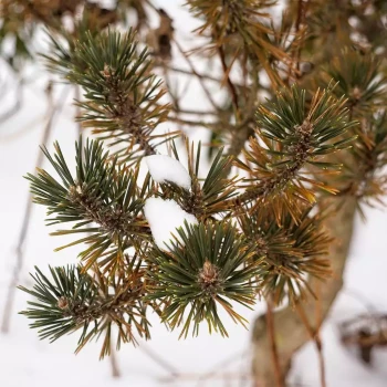 PINUS thunbergii