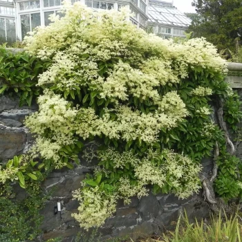 PILEOSTEGIA viburnoides