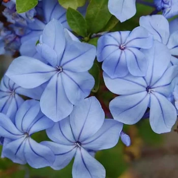 PLUMBAGO auriculata