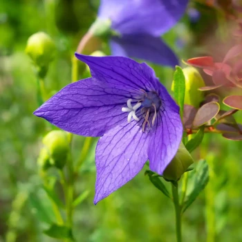 PLATYCODON grandiflorius Fuji Blue