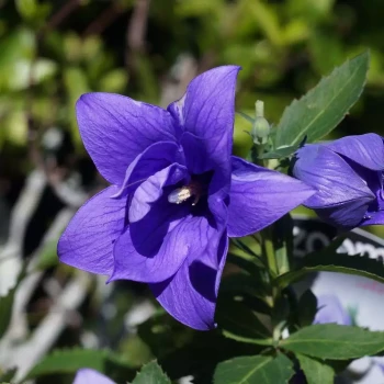 PLATYCODON grandiflorius Fuji White
