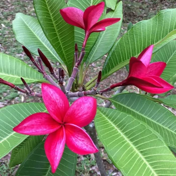 PLUMERIA rubra Mojito